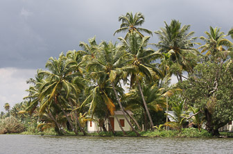 Kerala (Alappuzha. Alleppey. backwaters) India DT 6675225