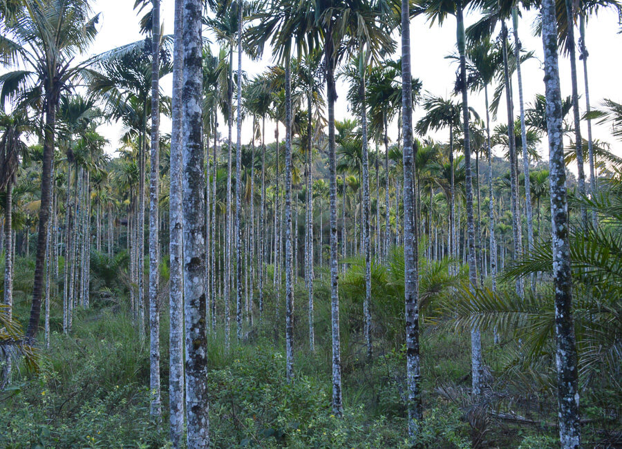 Kerala (Wayanad) India DT 106264937