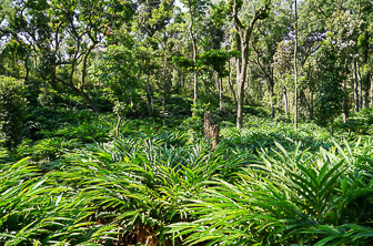 Kerala (Western Gats. Cardamom plantation) India DT 242132508