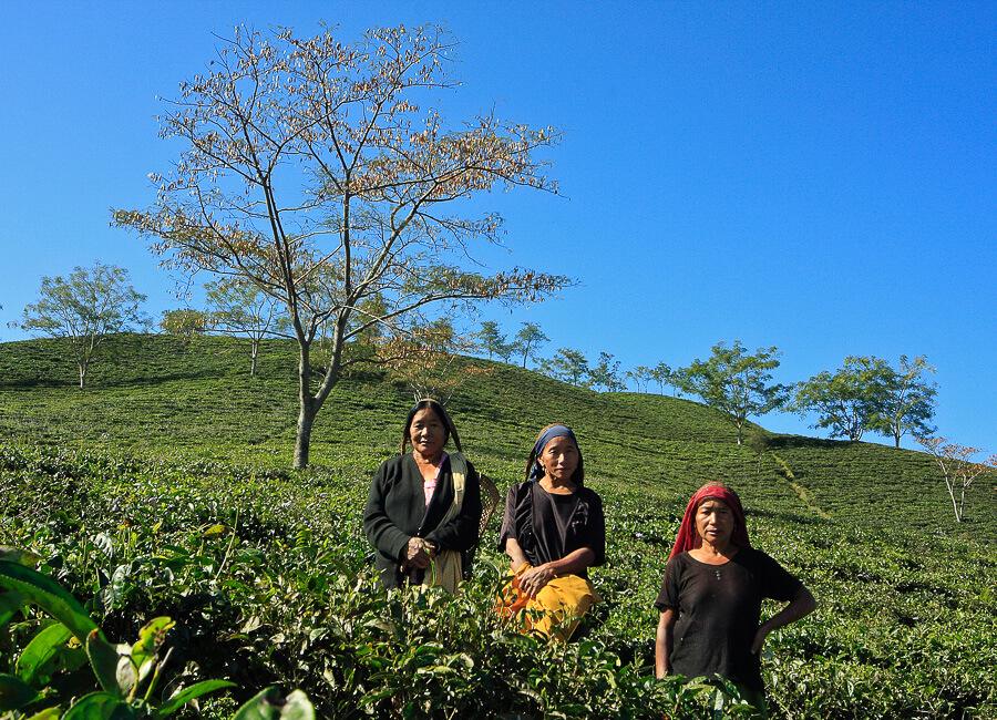 Nagaland (Mon. Konyak Tea Estate) (© Konyak Tea Retreat)