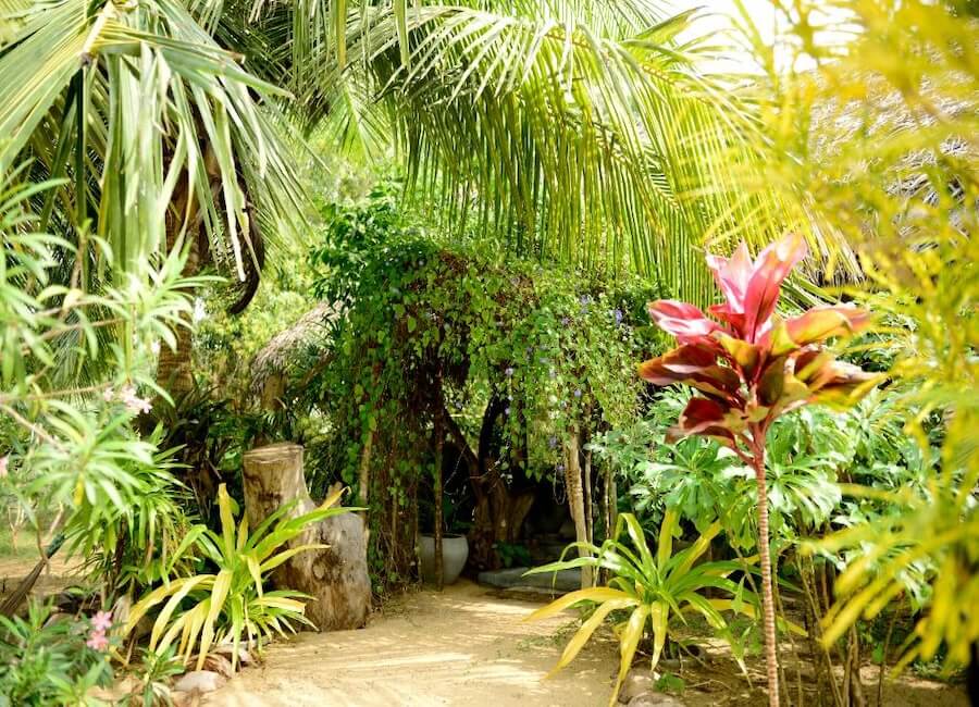 Palagama Beach Kapitiya Sri Lanka (garden)