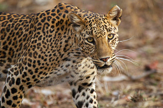 Panna National Park (Leopard) India DT 151862222