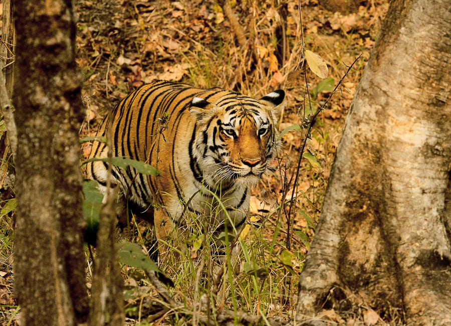 Pench National Park (Bengal Tiger) India DT 158819058