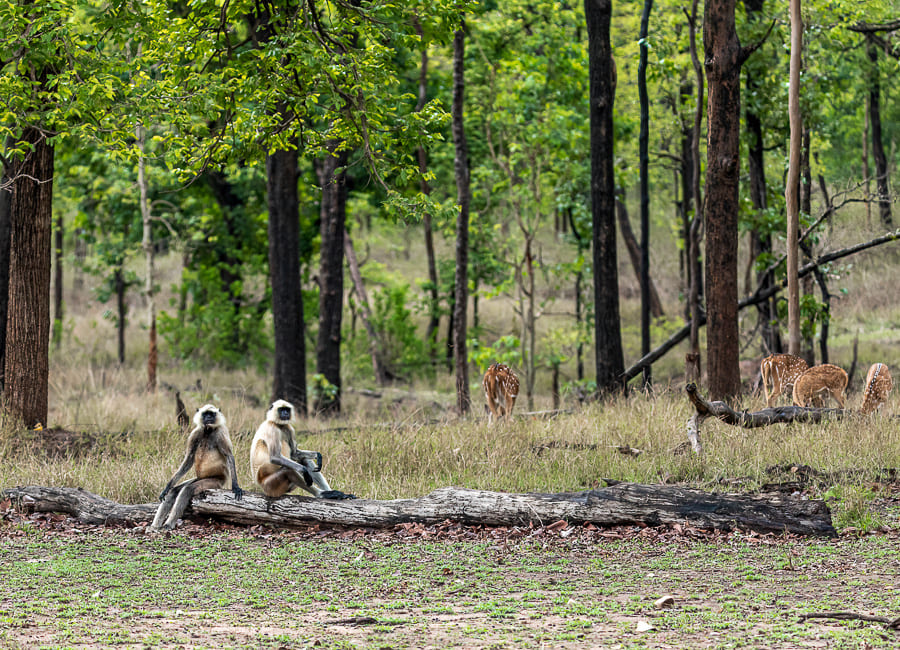 Pench National Park (Black footed Langur) India DT 290601661