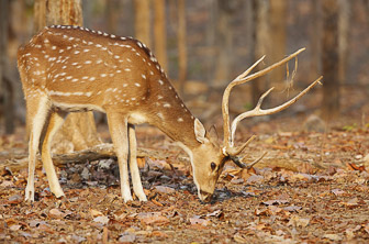 Pench National Park (Spotted Deer) India DT 85972928
