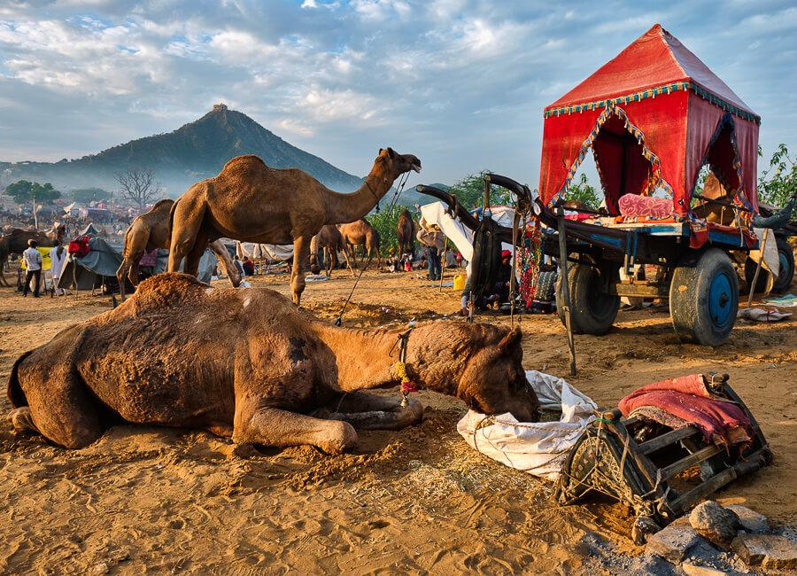 Rajasthan (Pushkar Camel Fair) India DT 179910069