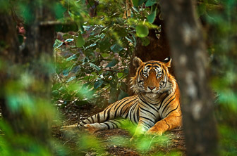 Ranthambore National Park (Bengal Tiger) India DT 95607965