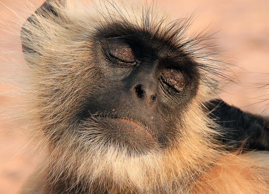 Ranthambore National Park (Gray Langur) India DT 53575282