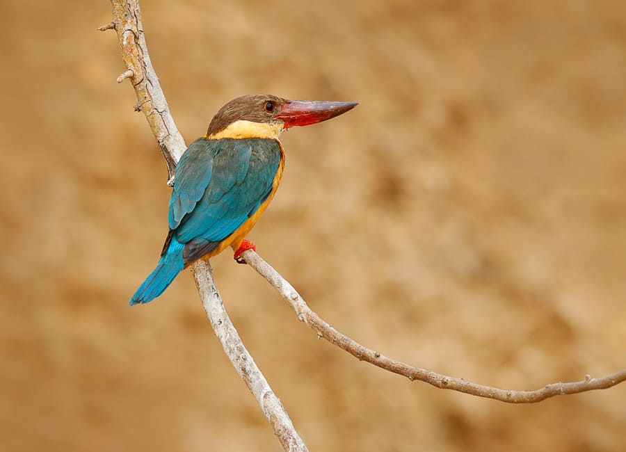 Ranthambore National Park (Stork-billed Kingfisher) India DT 102076537