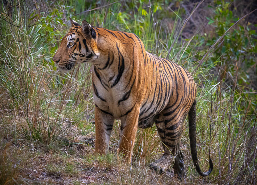 Satpura National Park (tiger) India DT 288996841