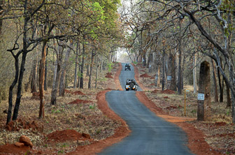 Tadoba National Park India DT 152994320