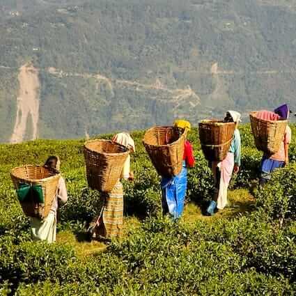 Tours in Bengal and Eastern India (Darjeeling) DT 7047502