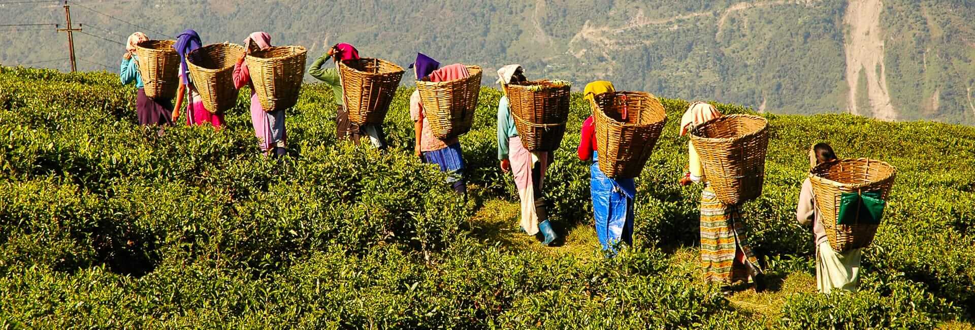 Tours in Bengal and Eastern India (Sikkim Tea Estate) DT 7047502