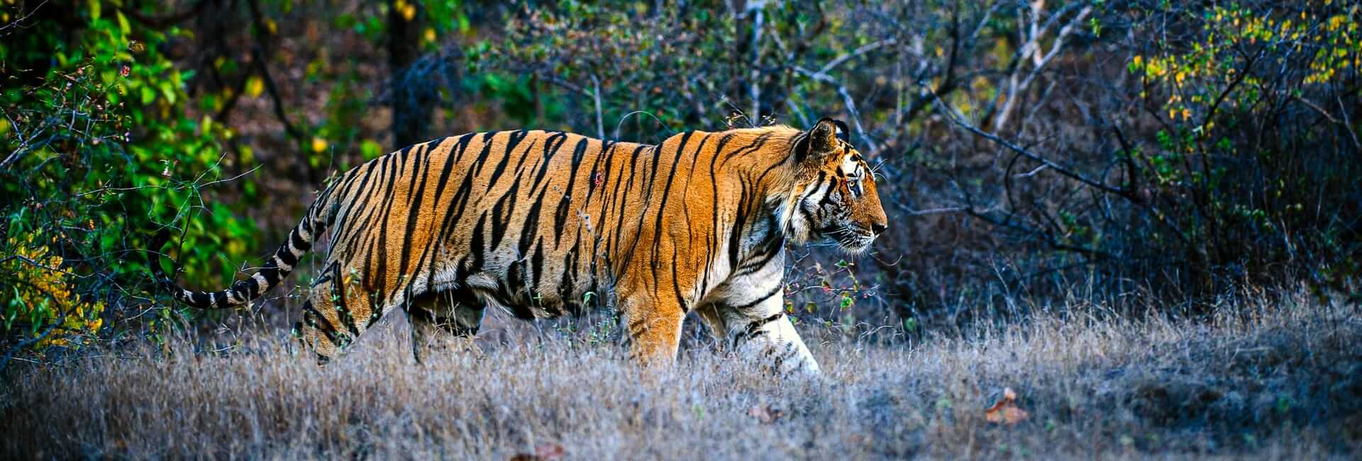 Luxury Tours in Central India (Bandhavgarh National Park) DT 16444872
