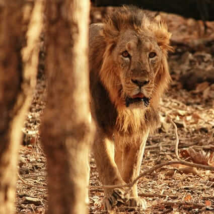 Tours in Gujarat (Sasan Gir National Park. Asiatic Lion) India DT 73869260