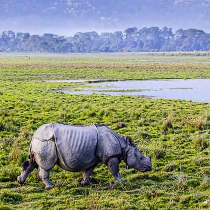 Where to travel in Bengal and Eastern India (Assam - Kaziranga National Park) DT-47054450