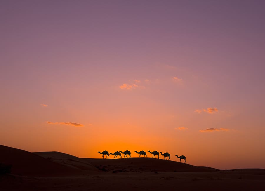 a. general (camel caravan) UAE DT 7185468