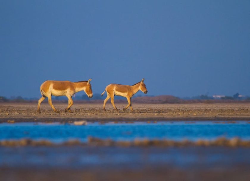 Gujarat (Rann of Kutch) India DT 185508419