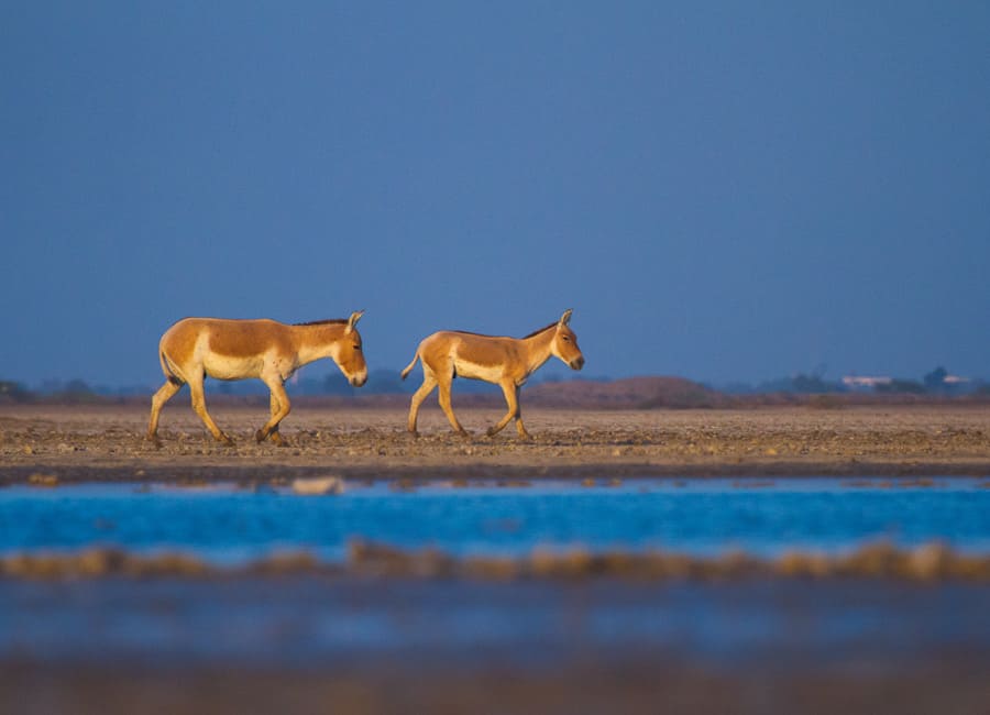 Gujarat (Rann of Kutch) India DT 185508419