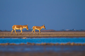 Gujarat (Rann of Kutch) India DT 185508419