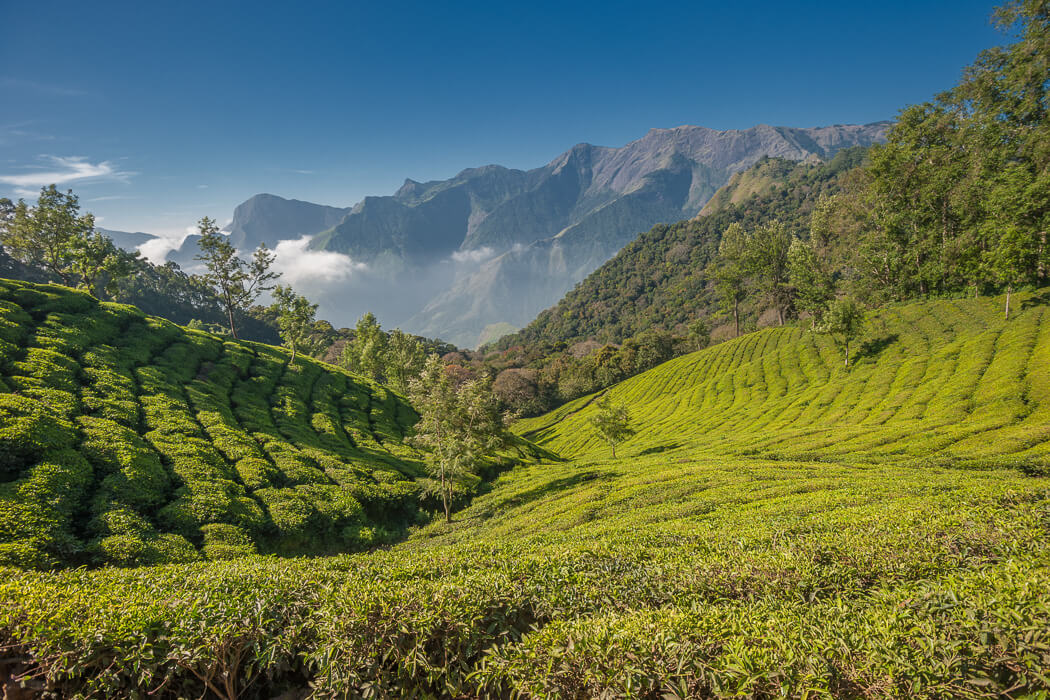 Unmissable Sights and Experiences South India - Trek in the Western Ghats (Munnar, Kerala) DT 29624533