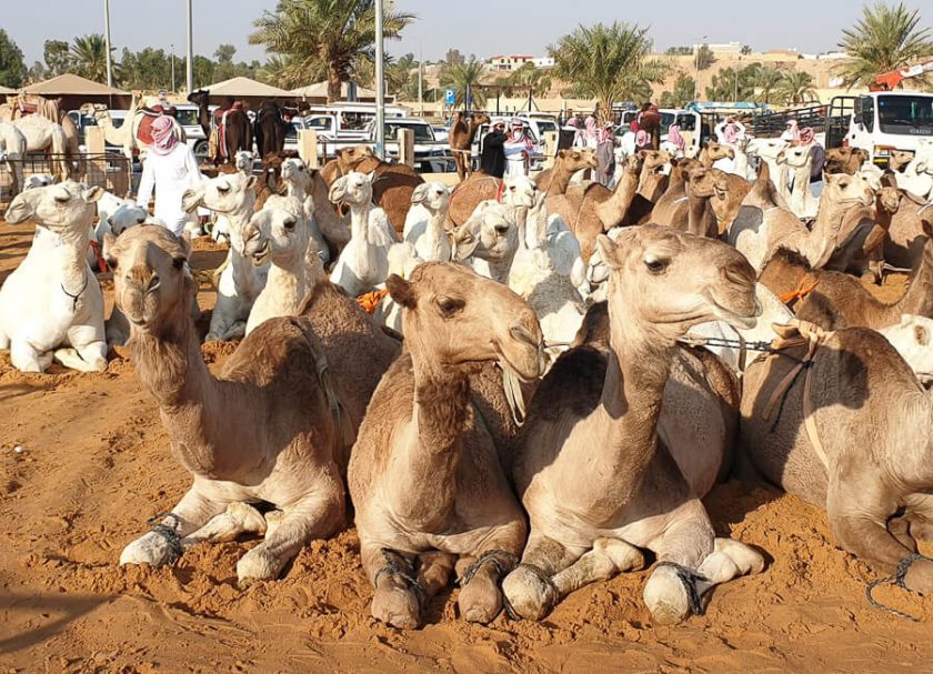 Buraidah Camel Market Saudi Arabia (©️ HPF) 2