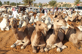 Buraidah Camel Market Saudi Arabia (©️ HPF) 2