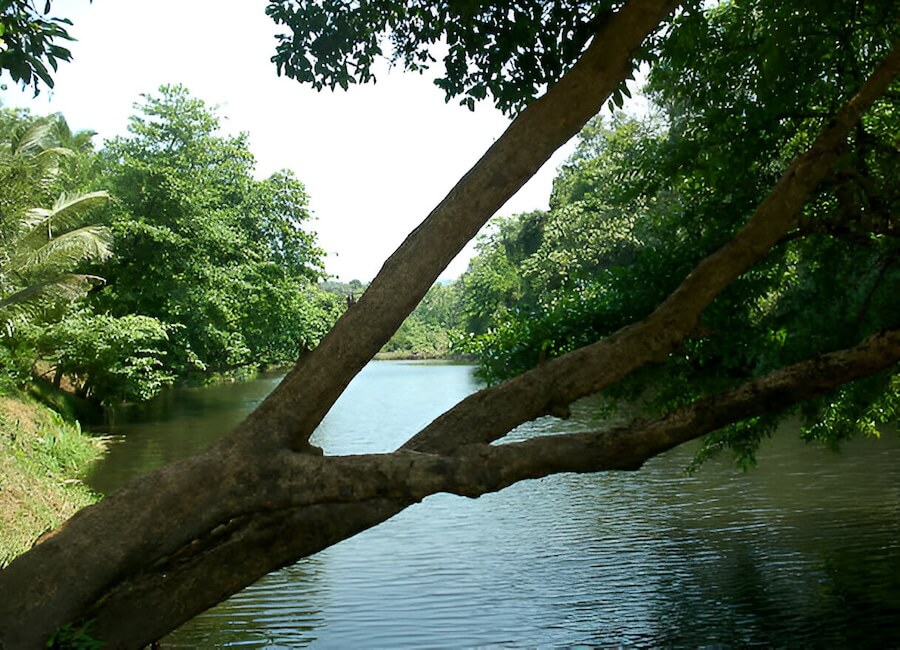Dewalokam Cardamom Hills Kerala India (Kannadipuzha River)