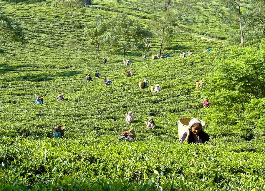 Glenburn Tea Estate near Darjeeling India (Lush field of tea pickers)