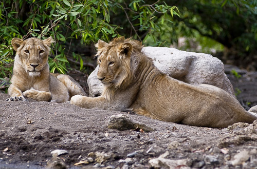 Lion Safari Camp Sasan Gir National Park Gujarat India cover photo DT 25185915