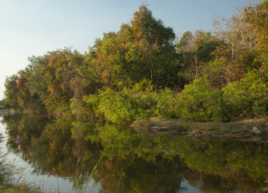 Lion Safari Camp Sasan Gir National Park Gujarat India slider DT 205419815