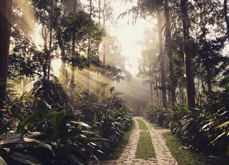 Pepper Trail in Wayanad, Kerala India (The Driveway)