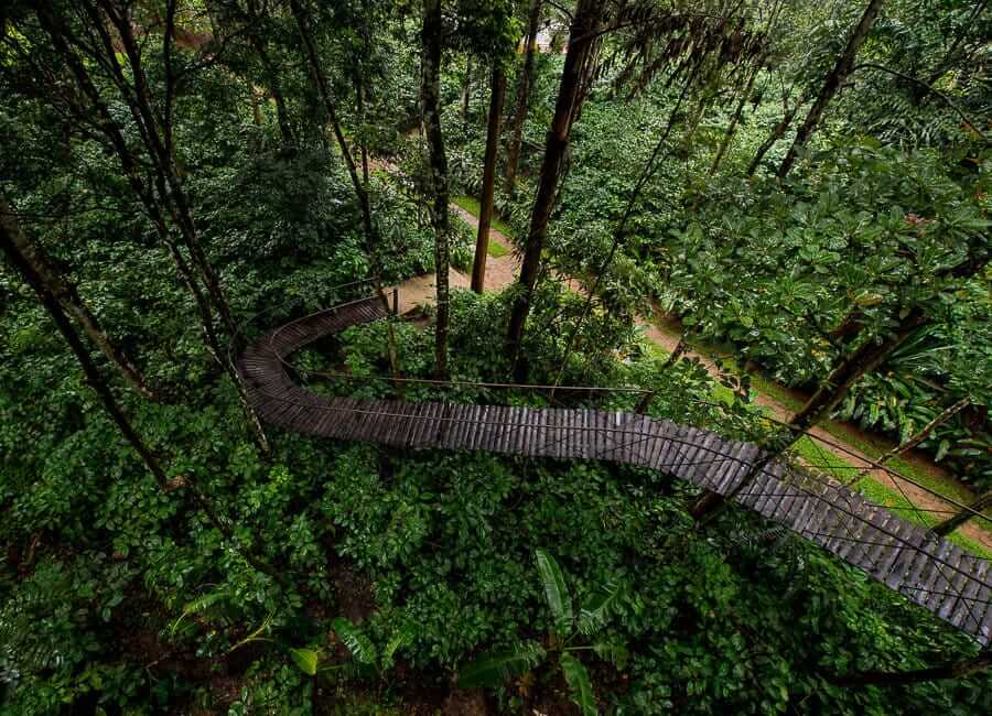 Pepper Trail in Wayanad, Kerala India (Tree House Walkway)