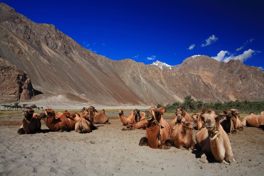 Unmissable Sights & Experiences in Ladakh - Desert in the Sky(camels in the Nubra Valley) India DT 16235544