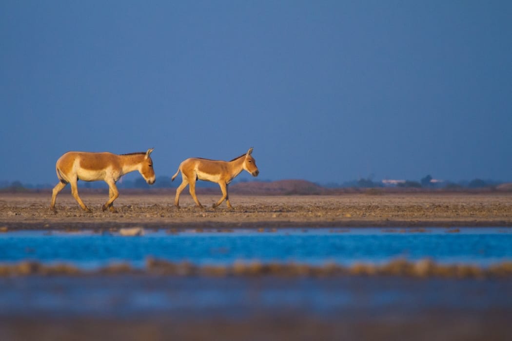 Unmissable Sights in Gujarat - Rann of Kutch India DT 185508419