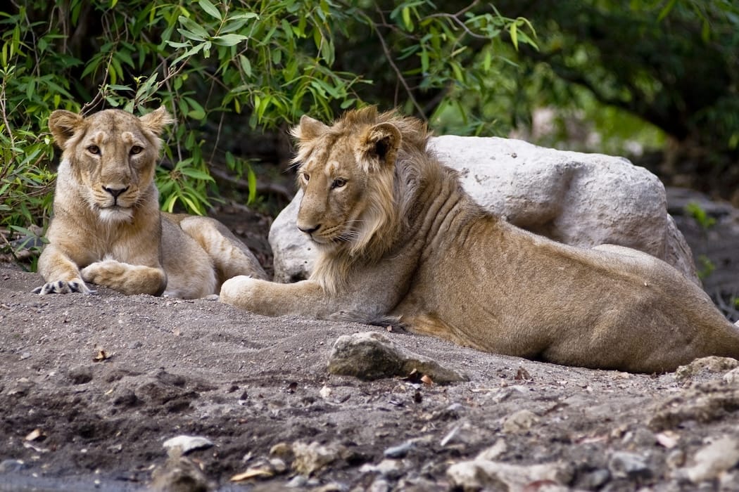 Unmissable Sights in Gujarat - Sasan Gir National Park India DT 25185915