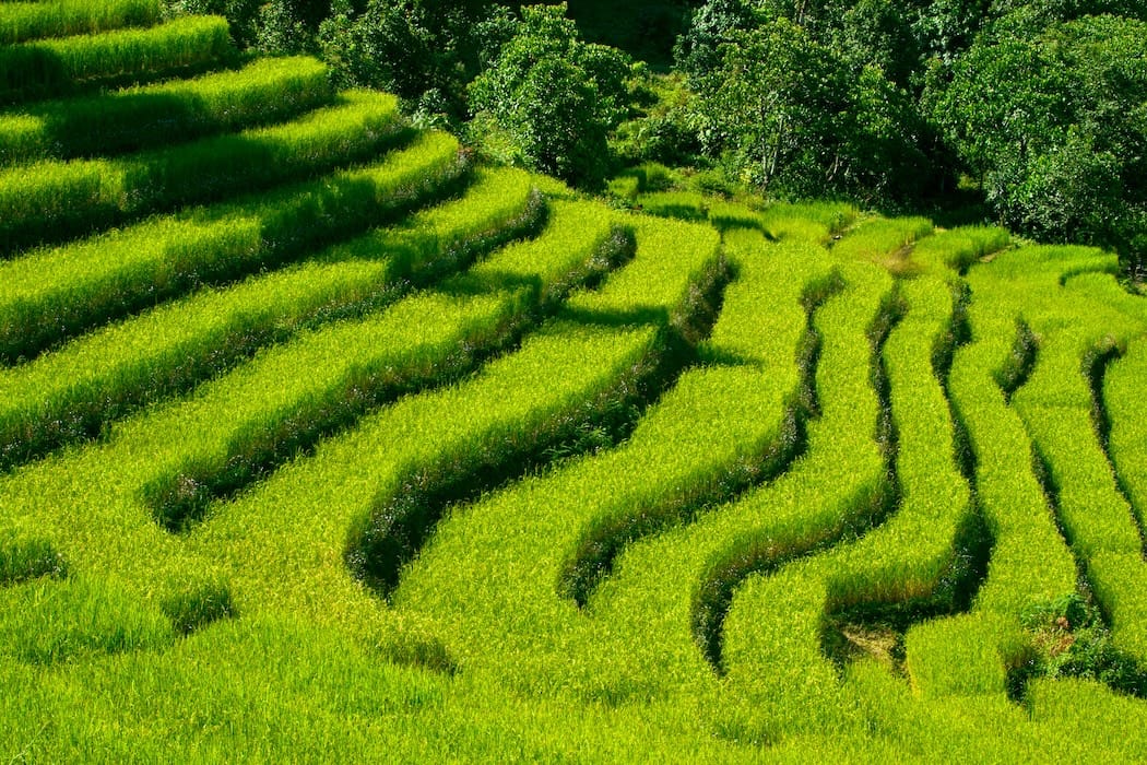 Unmissable Sights in NorthEast India - Village walks in Sikkim paddy fields DT 19229849