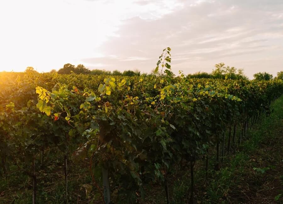 Vazisubani Estate Kakheti Georgia