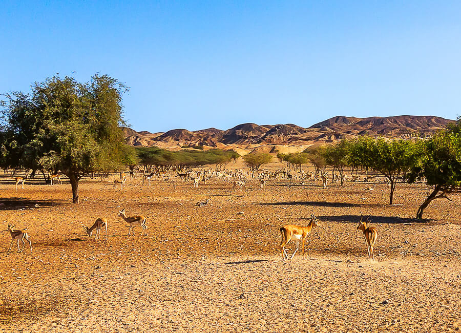 Abu Dhabi (Sir Bani Yas island) UAE DT 136542838