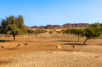 Abu Dhabi (Sir Bani Yas island) UAE DT 136542838