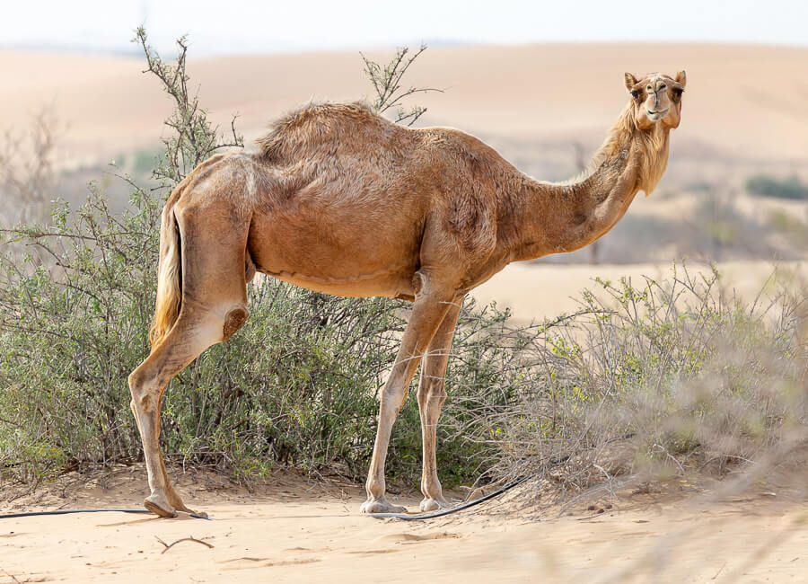Al Ain (Desert scene. camel) UAE DT 178424942