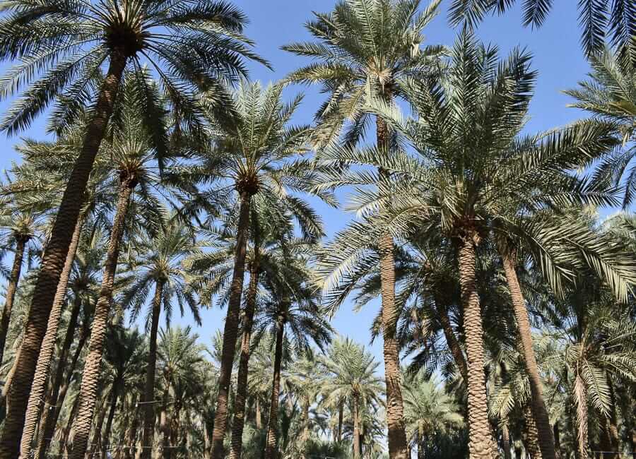 Buraidah (palm trees) Saudi Arabia (©️ HPF)