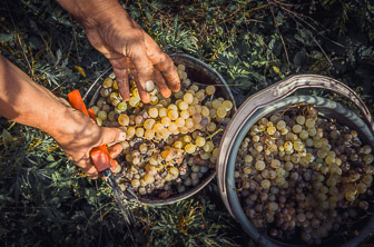 Kakheti (vineyard. grape harvesting) Georgia DT 45690305