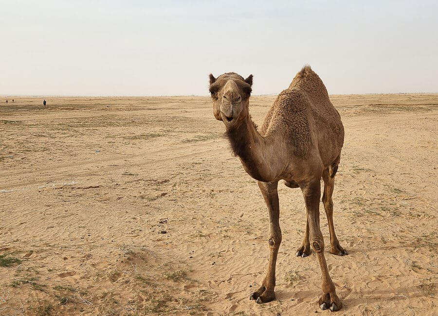 Al Qassim (Al Bandariyah. Camel) Saudi Arabia DT 268966732