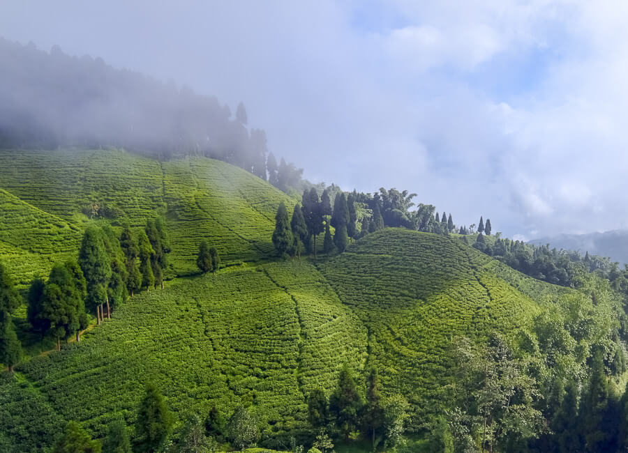 Darjeeling (Tea planation) India DT 47275421