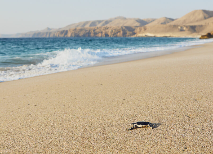 Ras al-Jinz (Ras al-Jinz Turtle Reserve) Oman DT 133484146