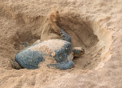 Ras al-Jinz (Ras al-Jinz Turtle Reserve) Oman DT 170002041