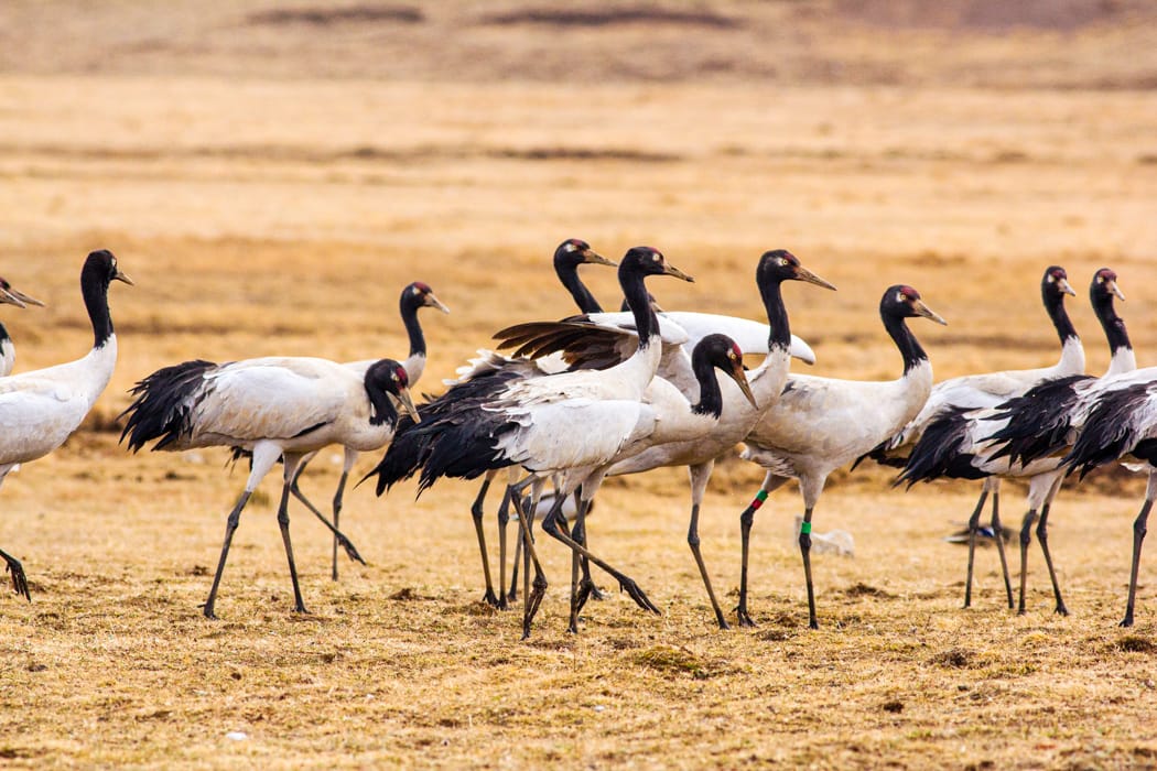 Black-necked cranes in Bhutan (Phobjikha Valley) DT 59371079