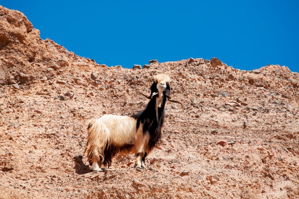 Dana Biosphere Reserve (Dana National Park) Jordan DT 90222843