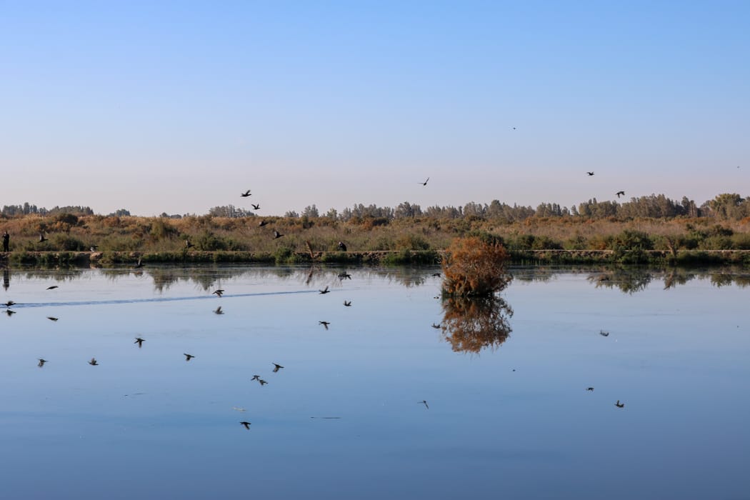 Discover Azraq Wetland Reserve in Jordan DT 169216288